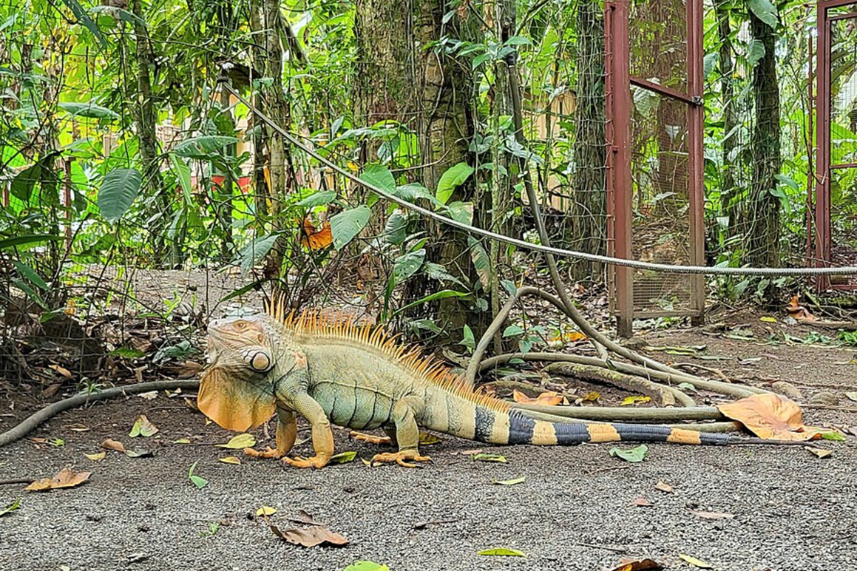 wildlife rescue centre in Punta Uva