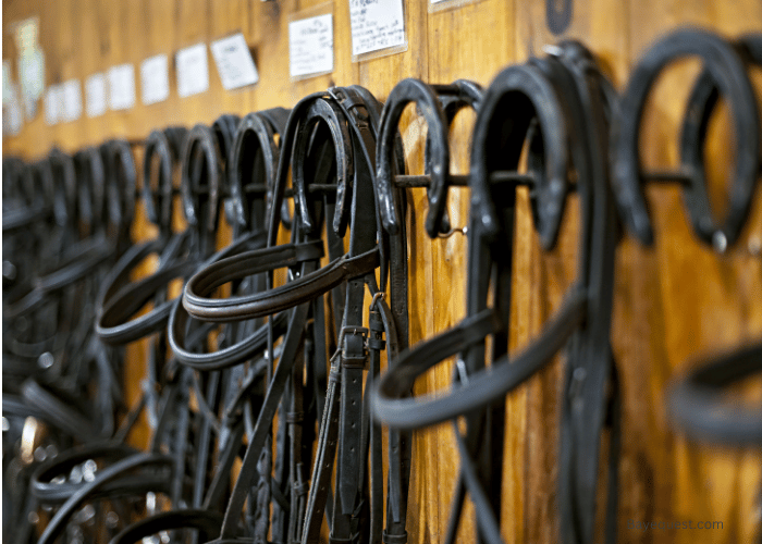 How to Choose the Right Bridle for Riding Disciplines