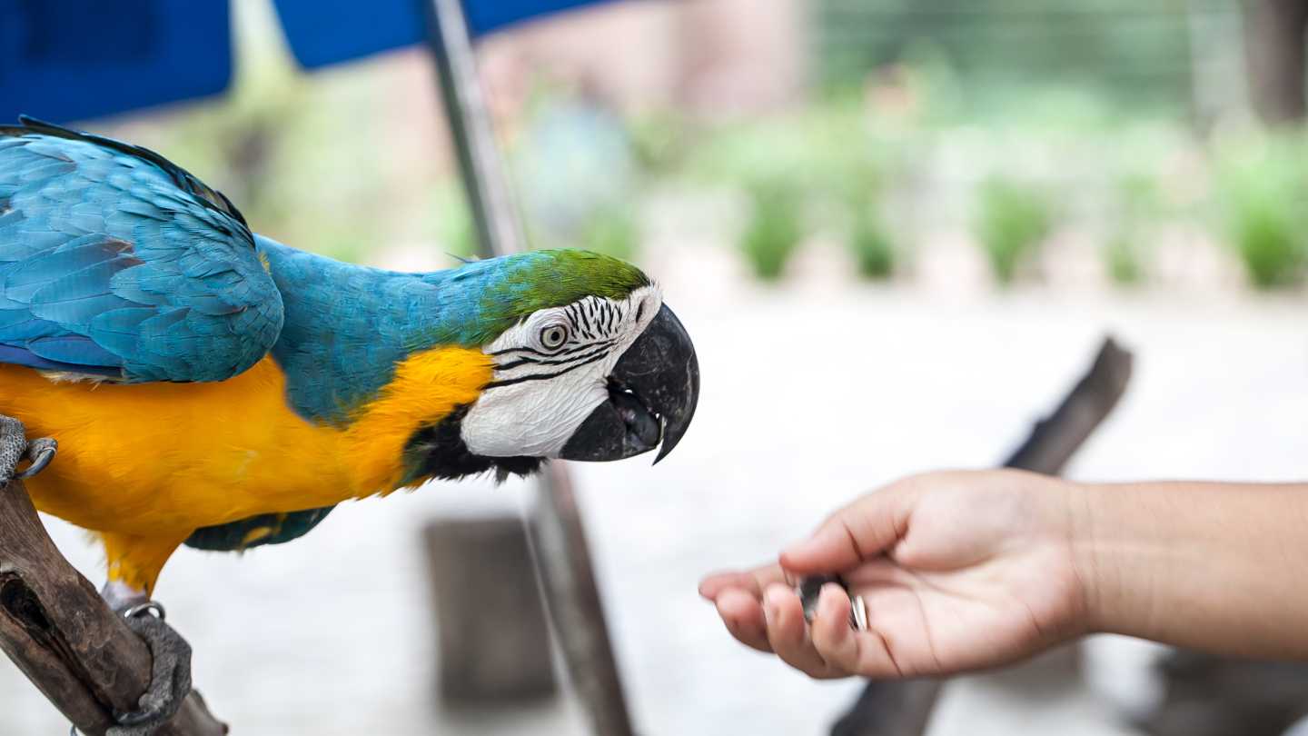 How to Train a Parrot to Come to You