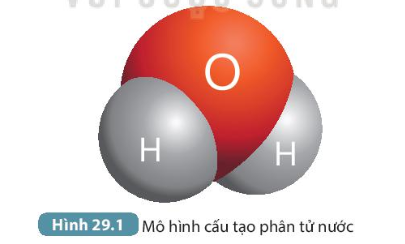 BÀI 29. VAI TRÒ CỦA NƯỚC VÀ CÁC CHẤT DINH DƯỠNG ĐỐI VỚI CƠ THỂ SINH VẬTMỞ ĐẦUCâu hỏi: Quan sát một cây trưởng thành to lớn được phát triển từ một hạt nhỏ xíu ban đầu, có bao giờ em tự hỏi: Nhờ đâu mà cây có thể lớn lên được. Nguyên liệu để tạo nên sự kì diệu đó là gì?Đáp án chuẩn:Cây lớn lên nhờ sự lớn lên và phân chia của tế bào. Nguyên liệu là nước và chất dinh dưỡng.I. THÀNH PHẦN HÓA HỌC, CẤU TRÚC VÀ TÍNH CHẤT CỦA NƯỚCQuan sát Hình 29.1 và liên hệ với kiến thức đã học để trả lời các câu hỏi sau:Câu 1: Phân tử nước được cấu tạo từ những nguyên tố nào? Trong phân tử nước, các nguyên tử liên kết với nhau bằng liên kết gì?Đáp án chuẩn:Phân tử nước gồm 1 O liên kết với 2H, liên kết với nhau bằng liên kết cộng hóa trị.Câu 2: Tính phân cực của phân tử nước được thể hiện như thế nào?Đáp án chuẩn:Cặp electron trong liên kết cộng hóa trị lệch về phía nguyên tử oxygen nên đầu mang O tích điện âm còn đầu mang H tích điện dương.II. VAI TRÒ CỦA NƯỚC ĐỐI VỚI SINH VẬTCâu 1: Nêu vai trò của nước đối với sinh vật. Điều gì sẽ xảy ra nếu sinh vật bị thiếu nước?Đáp án chuẩn:Vận chuyển các chất dinh dưỡng, nguyên liệu và môi trường của nhiều quá trình sống trong cơ thể. Nếu sinh vật thiếu nước, các quá trình sống sẽ bị rối loạn.Câu 2: Hãy đề xuất cách tiến hành thí nghiệm chứng minh khẳng định  Nếu thiếu nước trong thời gian dài, cây sẽ bị héo, giảm sức sống và có thể chết