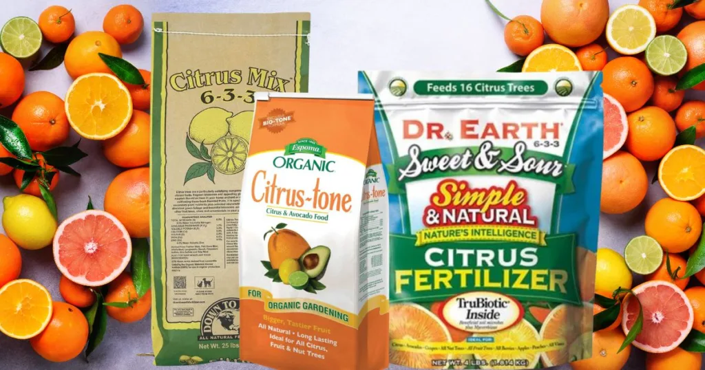 Best Fertilizers for Juicy Citrus