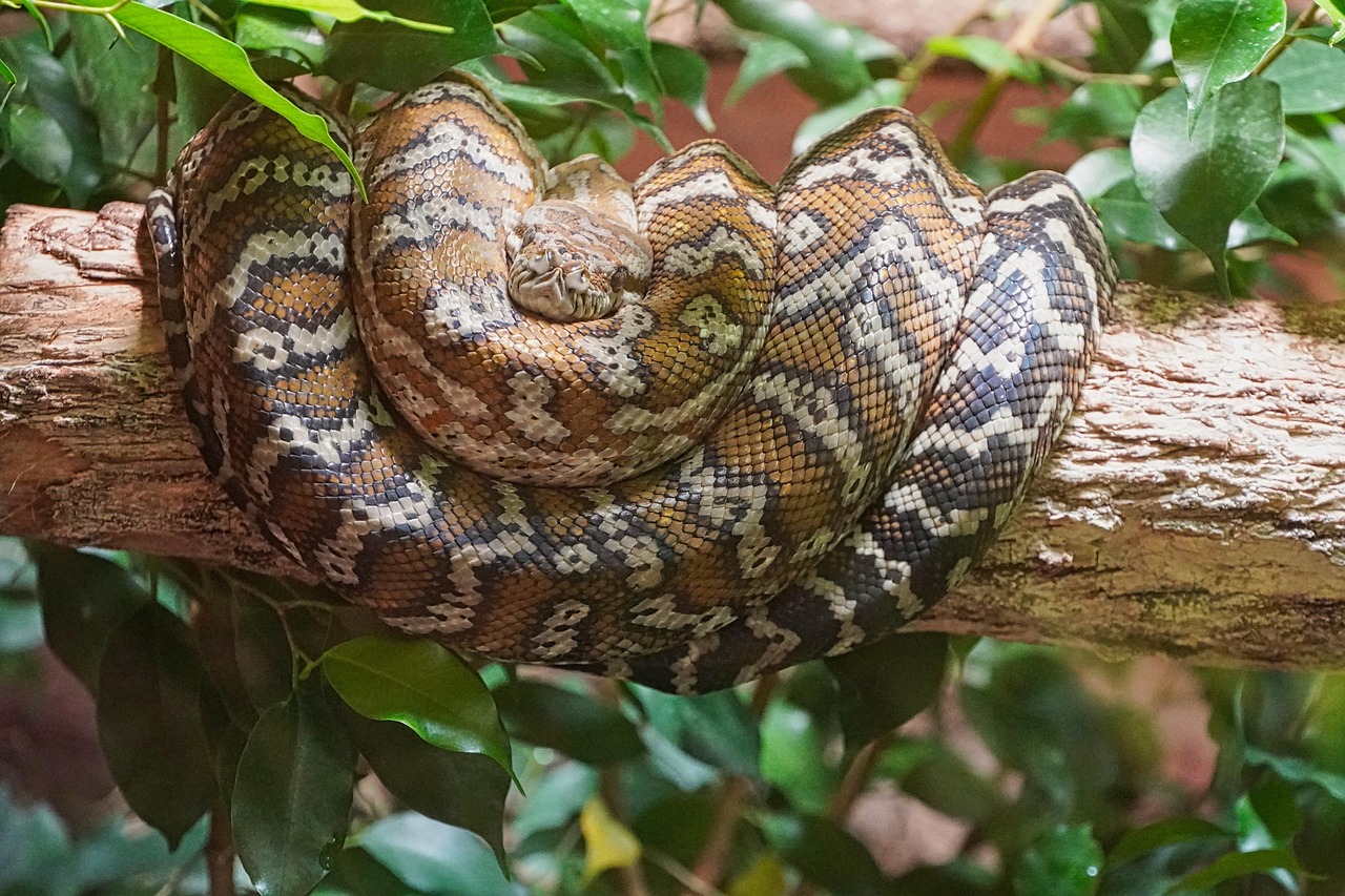 A snake coiled in a tree. 