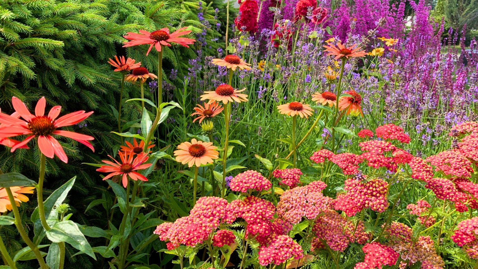 Blooming spring flowerbed with colorful plants such as pink-flowered yarrow, Echinacea purpurea, Lavender and others.