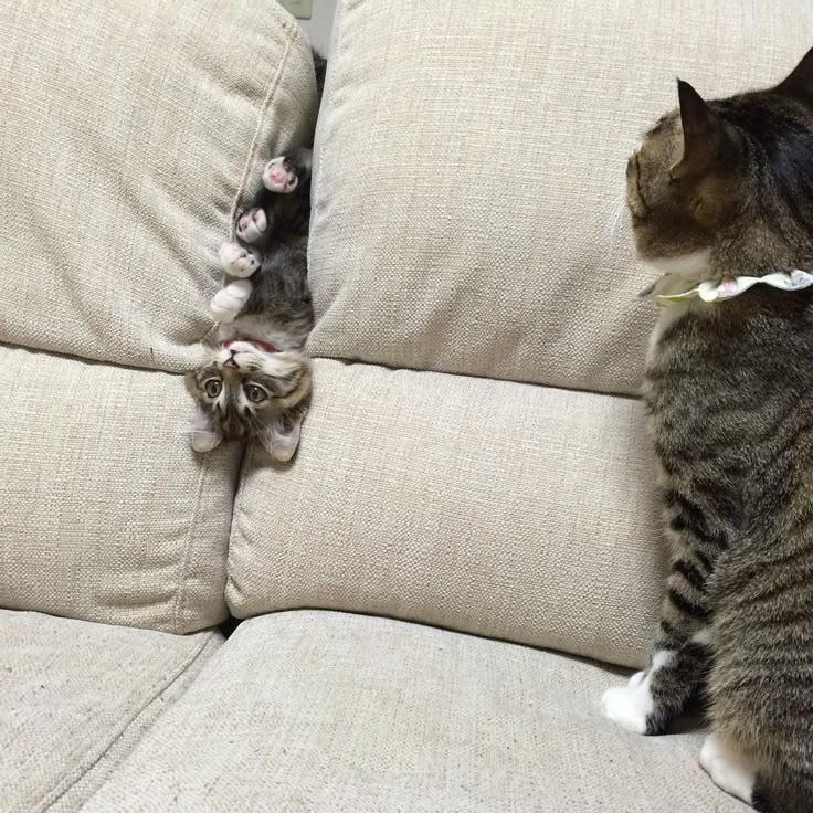 A cat sitting on a couch

Description automatically generated