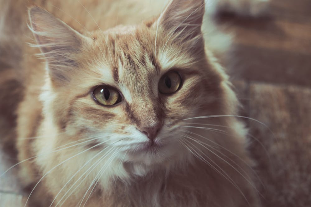 Cat on Brown Surface