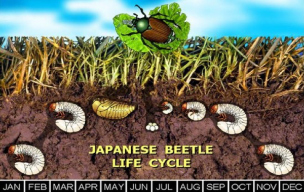 Graphic showing lifecycle of the Japanese Beetle.
Adult Japanese beetle lay eggs in soil in June and July. 
Larve hatch and feed on roots of grass through fall. Move deeper into the soil in winter, Pupate in spring, and emerge as adults again in summer to mate and lay eggs.