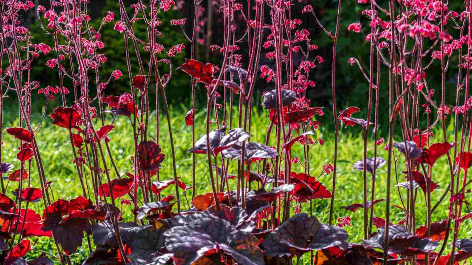 Ideal Growing Conditions for Coral Bells