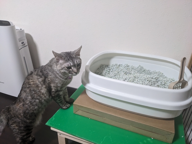 トイレを見ている猫