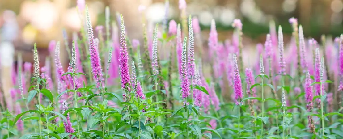 Veronice Planting Techniques