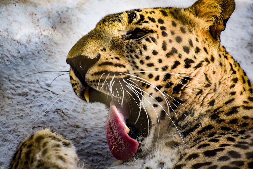 Close up of Leopard Head