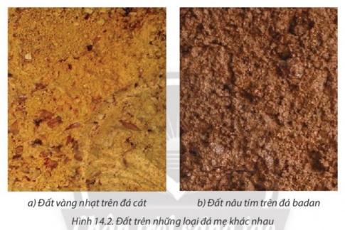 BÀI 14: ĐẤTI. ĐẤT VÀ LỚP VỎ PHONG HÓACâu 1: Dựa vào hình 14.1 và thông tin trong bài, em hãy:- Trình bày khái niệm về đất.- Phân biệt đất và lớp vỏ phong hóa.Gợi ý đáp án: * Đất: Là lớp vật chất tơi xốp ở bề mặt lục địa, được đặc trưng bởi độ phì. * Phân biệt đất và lớp vỏ phong hóa:  - Thành phần: + Đất: Các chất vô cơ, hữu cơ, nước, không khí.+ Lớp vỏ phong hóa: là kết quả của các quá trình phong hoá   - Vị trí:+ Đất: Là lớp vật chất tơi xốp ở bề mặt lục địa.+ Lớp vỏ phong hóa: Lớp sản phẩm vụn thô ở phần trên cùng của vỏ Trái ĐấtII. CÁC NHÂN TỐ HÌNH THÀNH ĐẤTCâu 2: Dựa vào hình 14.2 và thông tin trong bài, em hãy:- Kể tên các nhân tố hình thành đất.- Trình bày vai trò của các nhân tố hình thành đất.Gợi ý đáp án: 1. Đá mẹ: là những sản phẩm phong hóa, cung cấp vật chất vô cơ cho đất, những loại đá mẹ khác nhau sẽ không giống nhau về thành phần khoáng vật, cấu trúc, tính chất lí  hóa và cả màu sắc. 2. Địa hình:  - Độ cao: ảnh hưởng đến quá trình hình thành đất  - Độ dốc: ảnh hưởng đến độ dày tầng đất và chất dinh dưỡng trong đất  - Hướng địa hình: ảnh hưởng đến nhiệt ẩm và mùn trong đất  - Hình thái địa hình: nơi trũng ngập nước thường xuyên có đất khác với nơi cao ráo thoát nước tốt. 3. Khí hậu: ảnh hưởng đến quá trình hình thành đất. - Là nhiệt và ẩm làm cho đá gốc bị phá hủy thành đá mẹ. - Ảnh hưởng đến việc hòa tan, rửa trôi hoặc tích tụ vật chất trong đất; tạo môi trường cho sinh vật phát triển. 4. Sinh vật: vai trò quan trọng trong quá trình hình thành, bảo vệ đất. - Thực vật cung cấp chất hữu cơ cho đất được vi sinh vật phân giải và tổng hợp thành mùn tạo độ phì cho đất.  - Động vật sống trong đất cũng góp phần cải tạo đất. 5. Thời gian: xảy ra toàn bộ các hiện tượng của quá trình hình thành đất, tác động của các nhân tố hình thành đất. 6. Con người: hoạt động sản xuất khiến đất tốt lên hoặc xấu đi. - Có thể làm tăng độ phì của đất thông qua các hoạt động sản xuất kinh tế và sinh hoạt phù hợp như làm thuỷ lợi, làm ruộng bậc thang,... LUYỆN TẬPCâu 1: Em hãy lập sơ đồ thể hiện các nhân tố hình thành đất.Gợi ý đáp án: Câu 2: Chứng minh rằng khí hậu vừa có ảnh hưởng trực tiếp, vừa có ảnh hưởng gián tiếp đến sự hình thành đất.Gợi ý đáp án: Điều kiện nhiệt ẩm làm cho đá gốc bị phá huỷ thành các sản phẩm phong hóa, rồi tiếp tục bị phong hóa thành đất.=> Các yếu tố khí hậu ảnh hưởng trực tiếp đến sự hình thành đất là nhiệt và ẩm.Thực vật sinh trưởng tốt sẽ hạn chế xói mòn đất, đồng thời cung cấp cho đất nhiều chất hữu cơ. => Khí hậu ảnh hưởng gián tiếp đến sự thành tạo đất thông qua lớp phủ thực vật. VẬN DỤNG