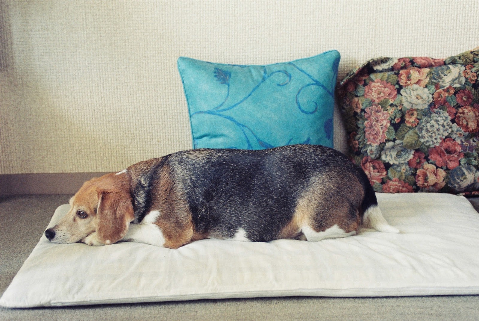 クッションの前で転寝するビーグル犬