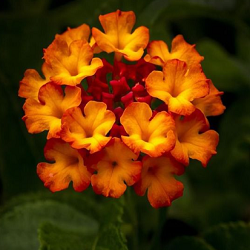 Common Lantana Flower