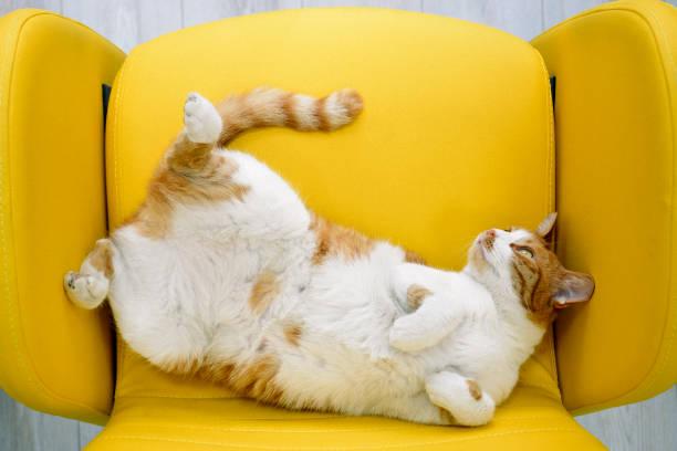 A cat lying on a chair

Description automatically generated
