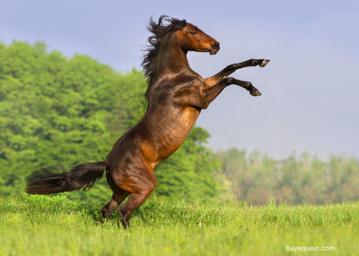 Rearing in Horses