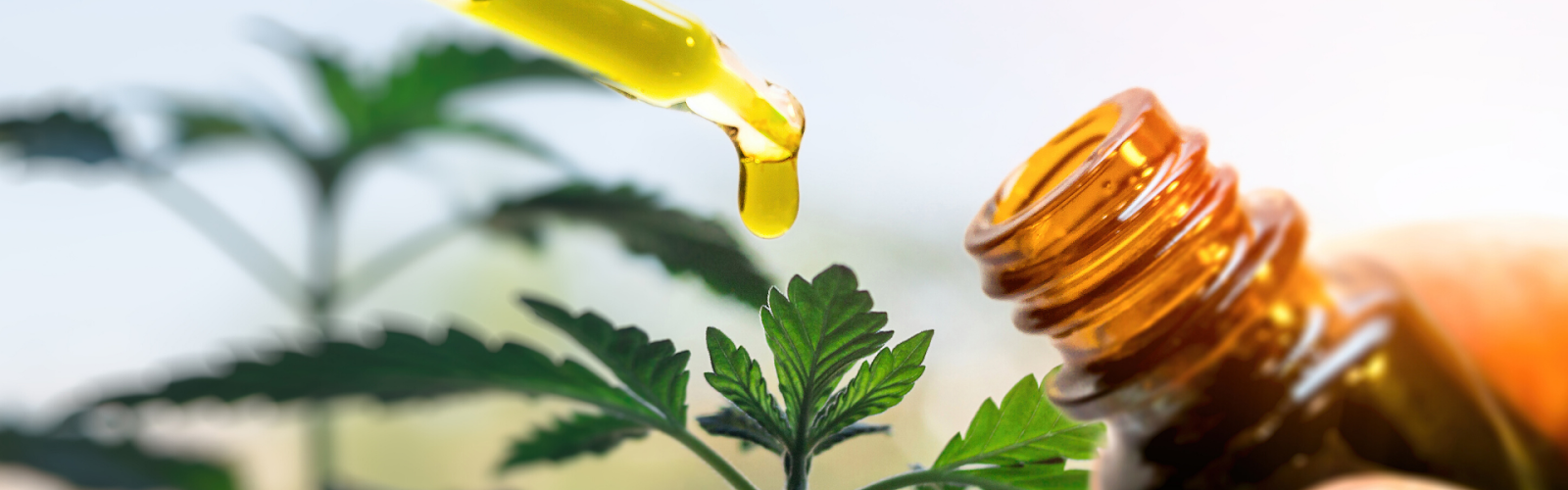 How to Incorporate Hemp Seed Oil into Your Diet