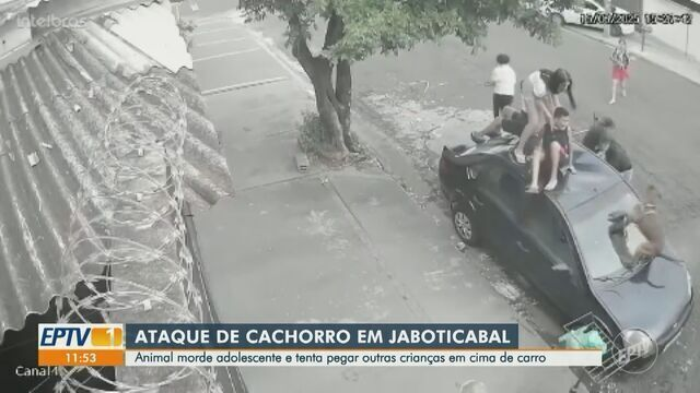 Ataques de cachorros chamam a atenção e levantam debates acerca da segurança e responsabilidade