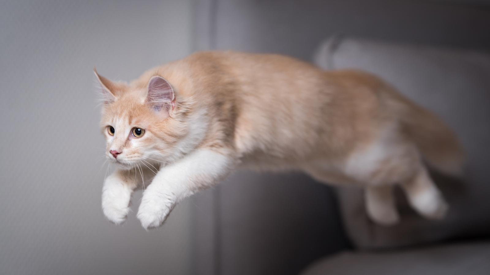 how high can cats jump