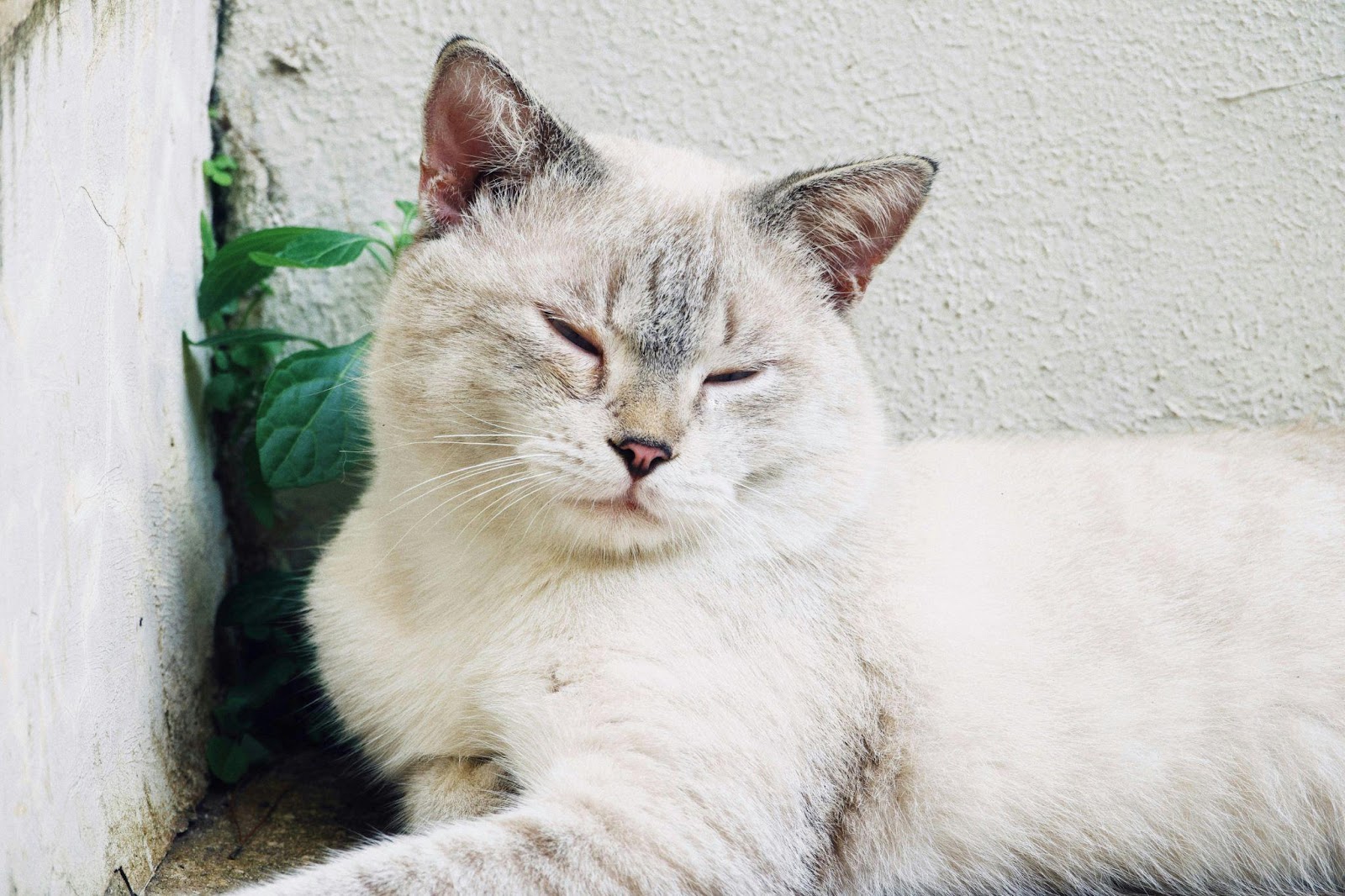 Silent Signs Your Cat Is Miserable