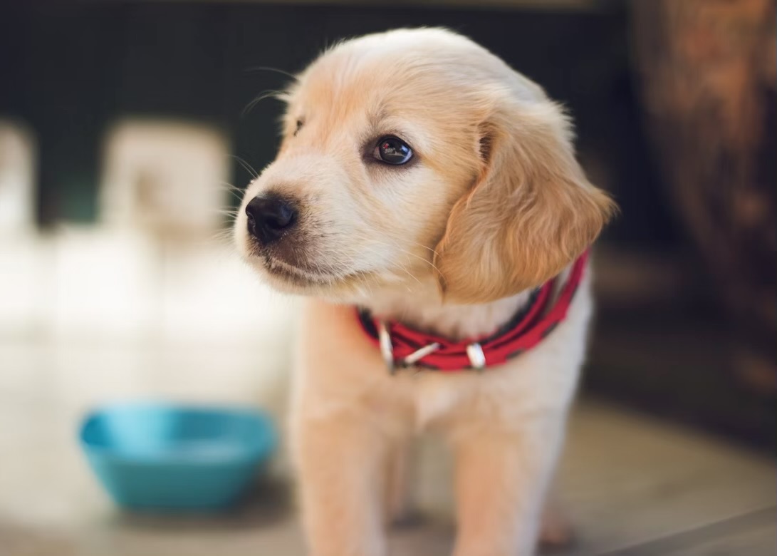 ゴールデンレトリーバーの子犬