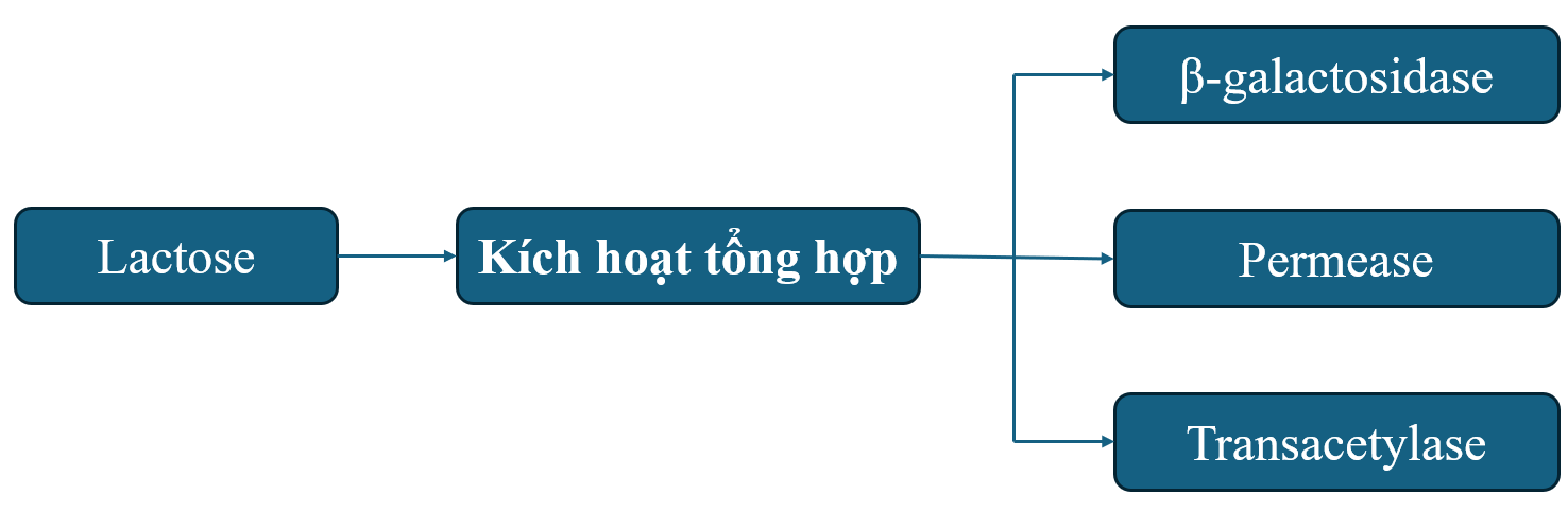 BÀI 3: ĐIỀU HÒA BIỂU HIỆN GENEA - MỤC TIÊU BÀI HỌC- Nêu được khái niệm đột biến gene.- Phân biệt được các dạng đột biến gene.- Phân tích được nguyên nhân, cơ chế phát sinh đột biến gene.- Trình bày được vai trò của đột biến gene trong tiến hóa, chọn giống và nghiên cứu di truyền.B - NHỮNG KIẾN THỨC CẦN GHI NHỚI. THÍ NGHIỆM PHÁT HIỆN RA OPERON LAC Ở VI KHUẨN E.COLI1. Thí nghiệmKết luận:Lưu ý: Gene lacI (không thuộc operon lac) quy định protein ức chế điều hòa operon lac.2. Cấu trúc và cơ chế điều hòa biểu hiện gene của operon laca) Cấu trúc operon lacb) Cơ chế điều hòa biểu hiện gene của operon lac* Khi môi trường không có lactose: Protein ức chế liên kết với các vùng O, enzyme RNA polymerase không liên kết được với vùng Plac nên các gene không được phiên mã.* Khi môi trường có lactose: Một lượng nhỏ lactose chuyển thành allolactose liên kết với protein ức chế, làm cho protein bị thay đổi cấu trúc nên không liên kết với vùng O. Enzyme RNA polymerase liên kết với vùng Plac để tiến hành phiên mã các gene cấu trúc.=> Kết luận: Operon lac gồm vùng điều hoà promoter, operator và ba gene cấu trúc quy định các enzyme vận chuyển, phân giải lactose. Khi môi trường không có lactose, protein ức chế do gene điều hoà tạo ra liên kết vào vùng operator nên phiên mã không thể xảy ra. Khi môi trường có lactose, đồng phân của lactose liên kết với protein ức chế khiến protein không liên kết được với operator. Khi đó enzyme RNA polymerase liên kết được với promoter và quá trình phiên mã xảy ra.II. Ý NGHĨA VÀ ỨNG DỤNG THỰC TIỄN CỦA ĐIỀU HÒA BIỂU HIỆN GENE1. Ý nghĩa- Tiết kiệm năng lượng: tổng hợp và chuyển hóa các chất.- Đảm bảo cho tế bào thích nghi được với sự thay đổi của môi trường.- Có vai trò quan trọng trong quá trình phát triển của các sinh vật đa bào nhân thực, nhờ tín hiệu điều hòa khác nhau mà các tế bào khác nhau đóng, mở các nhóm gene khác nhau, tạo nên các tế bào chuyên hóa.2. Ứng dụng thực tiễn