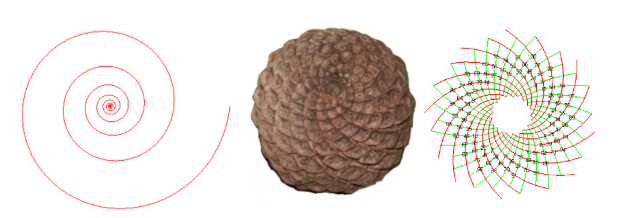 Logarithmic Spirals in Sea Shells and Pine Cones