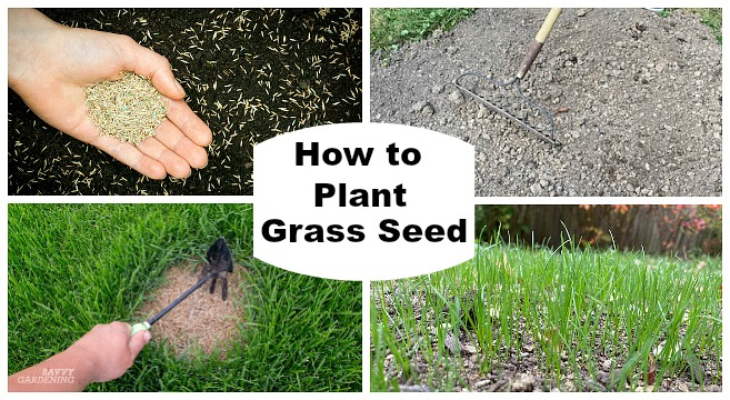 Apply Fast Growing Grass Seeds