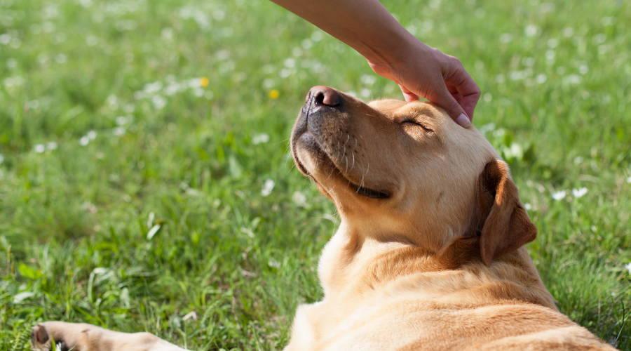 A hand petting a dog

Description automatically generated