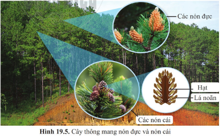 BÀI 19 : ĐA DẠNG THỰC VẬT