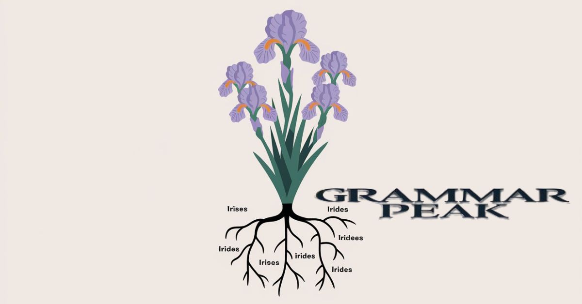 Why Are the Plurals ‘Irises’ and ‘Irides’?