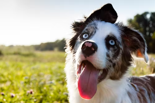 A Dog's Mouth is Cleaner Than a Human's... Sort Of