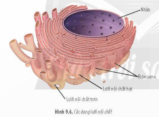 BÀI 9 - TẾ BÀO NHÂN THỰCMỞ ĐẦUCâu 1: Ở người, khi bị thương, người ta thường sát trùng vết thương bằng nước oxy già. Hình 9.1 cho thấy hiện tượng xảy ra khi nhỏ oxy già lên vết thương. Nguyên nhân nào dẫn đến hiện tượng này?Đáp án chuẩn:Khi oxy già tiếp xúc với enzyme catalase trong tế bào, sẽ giải phóng O2 và tạo ra hiện tượng sủi bọt trên vết thương.A. ĐẶC ĐIỂM CHUNG CỦA TẾ BÀO NHÂN THỰCCâu 1: Tên gọi tế bào nhân thực xuất phát từ đặc điểm nào của tế bào?Đáp án chuẩn:- Do tế bào này đã có nhân hoàn chỉnh, được bao bọc bởi màng nhân.Câu 2: Dựa vào Hình 9.2, hãy lập bảng so sánh cấu tạo tế bào thực vật và động vật. Đáp án chuẩn:- Giống: Đều là tế bào nhân thựcĐều có 3 thành phần chính: màng sinh chất, tế bào chất và nhânĐều có các bào quan: riboxom, lysoxom, ti thể, lưới nội chất, lưới nội chất trơn, không bào, peroxixom,...- Khác:Tế bào động vậtTế bào thực vậtKhông có thành tế bào bao quanhCó thành tế bào bao quanhKhông có lục lạpCó lục lạpcó trung tửKhông có trung tửKhông bào nhỏKhông bào lớnB. CÂU TẠO TẾ BÀO NHÂN THỰCI. NHÂN TẾ BÀOCâu 3: Dựa vào Hình 9.3, hãy cho biết:a) Các đặc điểm của màng nhân.b) Vai trò của lỗ màng nhân.c) Những thành phần bên trong nhân tế bào.Đáp án chuẩn:a) Màng nhân gồm hai lớp (màng trong và màng ngoài), có ribosome đính và các lỗ nhỏ gọi là lỗ màng nhân.b) Lỗ màng nhân thực hiện trao đổi chất giữa nhân và tế bào chất.c) Bên trong nhân tế bào có dịch nhân, nhân con và chất nhiễm sắc.Luyện tập: Loại bỏ nhân của tế bào trứng thuộc cá thể A (a), sau đó, chuyển nhân từ tế bào soma của cá thể B (b) vào. Nuôi cấy tế bào chuyển nhân cho phát triển thành cơ thể mới. Cơ thể này mang phần lớn đặc điểm của cá thể nào? Tại sao?Đáp án chuẩn:Cơ thể này mang đặc điểm chủ yếu của cá thể B do có nhân của cá thể B ban đầu, từ đó mang các thông tin di truyền của cá thể B.II. TẾ BÀO CHẤT1. Bào tương2. RibosomeCâu 4: Dựa vào kiến thức đã học, hãy cho biết chức năng của ribosome trong tế bào.Đáp án chuẩn:Ribosome gồm hai tiểu phần lớn và bé, được cấu tạo từ rRNA và protein. rRNA là khuôn tổng hợp protein cho tế bào, và các tiểu phần này đóng vai trò quan trọng trong quá trình tổng hợp protein.Luyện tập: Cho biết cơ sở khoa học của việc sử dụng thuốc kháng sinh ức chế hoạt động của ribosome để tiêu diệt một số loài vi khuẩn có hại kí sinh trong cơ thể người.Đáp án chuẩn:Các kháng sinh ức chế hoạt động của ribosome gắn lên ribosome 70S của vi khuẩn, ngăn cản quá trình giải mã di truyền và dẫn đến ức chế tổng hợp protein của vi khuẩn.3. Lưới nội chấtCâu 5:  Quan sát Hình 9.6, hãy cho biết hai loại lưới nội chất có đặc điểm gì khác nhau.Đáp án chuẩn:Sự khác nhau giữa lưới nội chất hạt và lưới nội chất trơn như sau:- Lưới nội chất hạt: Bao gồm các túi dẹp xếp song song thành nhóm. Mặt ngoài màng có đính các hạt ribosome.- Lưới nội chất trơn: Bao gồm các ống thông với nhau tạo thành nhóm. Mặt ngoài màng không có hạt ribosome.Câu 6: Cho biết các loại tế bào sau đây có dạng lưới nội chất nào phát triển mạnh: tế bào gan, tế bào tuyến tụy, tế bào bạch cầu. Giải thích.Đáp án chuẩn:- Tế bào gan: Lưới nội chất trơn phát triển hơn để chuyển hóa đường và giải độc cho cơ thể, vì gan có vai trò quan trọng trong quá trình chuyển hóa và khử độc.- Tế bào tuyến tụy: Lưới nội chất hạt phát triển hơn để sản xuất các enzyme tiêu hóa, vì tuyến tụy tiết ra các enzyme này để hỗ trợ quá trình tiêu hóa.- Tế bào bạch cầu: Lưới nội chất hạt phát triển hơn để sản xuất kháng thể, chất truyền tin hóa học và enzyme, giúp bạch cầu tiêu diệt các tác nhân gây bệnh.Luyện tập: Những người thường xuyên uống nhiều rượu, bia sẽ có loại lưới nội chất nào phát triển? Tại sao?Đáp án chuẩn:Người uống nhiều rượu, bia phải thực hiện quá trình chuyển hóa và thải độc ở gan nhiều hơn, do đó cần sự phát triển của lưới nội chất trơn để hỗ trợ chuyển hóa và giải độc cho tế bào.4. Bộ máy GolgiCâu 7: Dựa vào Hình 9.7, hãy:a) Cho biết các sản phẩm của bộ máy Golgi có thể được vận chuyển đến đâu. Cho ví dụ.b) Mô tả quá trình sản xuất và vận chuyển protein tiết ra ngoài tế bào.Đáp án chuẩn:a) Sản phẩm của bộ máy Golgi có thể được vận chuyển đến bào quan trong tế bào hoặc ra ngoài tế bào. Ví dụ, các enzyme tiết ra từ lưới nội chất của tuyến tụy được đóng gói và vận chuyển bởi bộ máy Golgi đến các tế bào gan.b) Quá trình sản xuất và vận chuyển protein ra ngoài tế bào:Protein được sản xuất từ lưới nội chất hạt sẽ được vận chuyển đến bộ máy Golgi để đóng gói thông qua lysosome hoặc túi tiết, sau đó vận chuyển đến bào quan trong tế bào hoặc ra ngoài tế bào.Câu 8: Tại sao bộ máy Golgi được xem là trung tâm sản xuất, kho chứa, biến đổi và phân phối các sản phẩm của tế bào?Đáp án chuẩn:Bộ máy Golgi được xem là trung tâm sản xuất, kho chứa, biến đổi và phân phối các sản phẩm của tế bào từ lưới nội chất, qua đó các sản phẩm được đóng gói, biến đổi và phân phối đến các vị trí khác trong tế bào.Luyện tập: Giải thích mối quan hệ về chức năng của ribosome, lưới nội chất và bộ máy Golgi.Đáp án chuẩn:Lưới nội chất hạt chứa ribosome để tổng hợp protein, sau đó protein được vận chuyển đến các vị trí khác qua bộ máy Golgi. Lưới nội chất hạt là trung tâm sản xuất, ribosome là khuôn mẫu và bộ máy Golgi là trung tâm vận chuyển.5. Ti thểCâu 9: Dựa vào Hình 9.8, hãy:a) Mô tả cấu tạo của ti thể.b) Cho biết diện tích màng ngoài và màng trong của ti thể khác nhau như thế nào. Tại sao lại có sự khác biệt này? Điều đó có ý nghĩa gì?Đáp án chuẩn:a) Ti thể thường có dạng hình cầu hoặc bầu dục, bào quan bởi hai lớp màng. Màng ngoài trơn nhẵn, màng trong gấp nếp thành các mào chứa hệ thống enzyme hô hấp.b) Diện tích màng trong của ti thể lớn hơn diện tích màng ngoài do màng trong gấp nếp thành các mào, tăng diện tích bề mặt. Điều này giúp tăng lượng enzyme tham gia vào quá trình hô hấp tế bào và tăng năng suất của quá trình này.Câu 10: Cho các tế bào sau: tế bào gan, tế bào xương, tế bào cơ tim, tế bào biểu bì, tế bào thần kinh. Hãy xác định tế bào nào cần nhiều ti thể nhất. Giải thích.Đáp án chuẩn:Trong các loại tế bào như gan, xương, cơ tim, biểu bì và thần kinh, tế bào cơ tim là những tế bào cần hoạt động nhiều nhất. Do đó, tế bào cơ tim có nhiều ti thể nhất.Luyện tập: Tại sao ti thể có khả năng tổng hợp một số protein đặc trưng của nó.Đáp án chuẩn:Trong chất nền của ti thể có đủ các dạng RNA và ribosome, cho phép ti thể tự tổng hợp một số protein riêng cho nó.II. TẾ BÀO CHẤT6. Lục lạpCâu 11: Dựa vào Hình 9.9, hãy mô tả cấu tạo của lục lạp. Từ cấu tạo, hãy cho biết chức năng của lục lạp.Đáp án chuẩn:- Cấu tạo của lục lạp: Lục lạp có hai lớp màng. Bên trong chứa chất nền stroma và thylakoid. Thylakoid xếp chồng lên nhau thành granum và kết nối qua các ống nối.- Chức năng của lục lạp: Màng thylakoid nhận photon ánh sáng và chất nền lục lạp sản xuất enzyme quang hợp và các protein chuỗi truyền electron, sử dụng năng lượng mặt trời để tổng hợp các chất cho tế bào.Luyện tập: So sánh cấu trúc của ti thể và lục lạp.Đáp án chuẩn:- Giống: Gồm 2 lớp màngĐều có DNA riêng, ribosome 70S và các enzyme- Khác:Ti thểLục lạpMàng trong gấp nếpMàng trong không gấp nếpBên trong màng không có cấu tạo khácĐược cấu tạo bởi hệ thống granum gồm các thylakoid7. Một số bào quan khácCâu 12: Tại sao khung xương tế bào có vai trò đặc biệt quan trọng đối với tế bào động vật?Đáp án chuẩn:Khung xương tế bào đóng vai trò quan trọng đối với tế bào động vật bằng cách duy trì hình dạng ổn định, là nơi neo đậu của bào quan và enzyme, và hỗ trợ cho khả năng vận động của tế bào.Câu 13: Hoạt động chức năng của lysosome có ý nghĩa gì đối với tế bào?Đáp án chuẩn:Lysosome có ý nghĩa quan trọng đối với tế bào bao gồm hai khía cạnh chính:- Tham gia vào quá trình tiêu hóa nội bào bằng cách phân hủy các phân tử hữu cơ lớn, loại bỏ các sản phẩm dư thừa và phân huỷ các tế bào bào quan già hoặc bị tổn thương không còn khả năng phục hồi. Điều này giúp bảo vệ cơ thể khỏi nguy cơ ngộ độc và tối ưu hóa sử dụng vật chất và năng lượng.- Có vai trò bảo vệ tế bào bằng cách ngăn chặn các tác nhân gây hại như virus, vi khuẩn và các chất độc hại.Câu 14: Hậu quả gì sẽ xảy ra cho tế bào nếu lysosome bị vỡ?Đáp án chuẩn:- Hệ enzyme có trong lysosome sẽ phá hủy tế bào.Câu 15: Tại sao tế bào thực vật không có lysosome nhưng vẫn thực hiện được chức năng tiêu hoá nội bào ?Đáp án chuẩn:Tế bào thực vật không có lysosome nhưng vẫn thực hiện chức năng tiêu hoá nội bào bằng cách sử dụng các vacuole lớn. Trong vacuole có chứa các enzyme thủy phân để thực hiện quá trình nội bào.Câu 16: Tại sao một số thuốc ức chế sự hình thành vi ống có tác dụng ngăn ngừa ung thư?Đáp án chuẩn:Các thuốc ức chế sự hình thành vi ống ngăn chặn quá trình hình thành trung thể, dẫn đến sản phẩm lỗi của phân bào bị tiêu hủy và đào thải ra ngoài. Do đó, các thuốc này có tác dụng ngăn ngừa sự phát triển của ung thư.Luyện tập: Ở người, một số loại tế bào như tế bào thần kinh, tế bào cơ trưởng thành không có trung thể. Các tế bào này có phân chia được không? Vì sao?Đáp án chuẩn:Các tế bào như tế bào thần kinh và tế bào cơ trơn, không có trung thể và do đó không có khả năng phân chia. Thiếu trung thể ngăn cản quá trình hình thành thoi phân bào, dẫn đến sự thiếu khả năng phân chia của các tế bào này.III. MÀNG SINH CHẤTCâu 17: Màng sinh chất được cấu tạo từ những thành phần nào?Đáp án chuẩn:- Lớp phospholipid kép, các protein bám màng và xuyên màng, glycoprotein và cholesterol.Câu 18: Tại sao nói màng sinh chất có tính “khảm động”?Đáp án chuẩn:Màng sinh chất có tính  khảm động