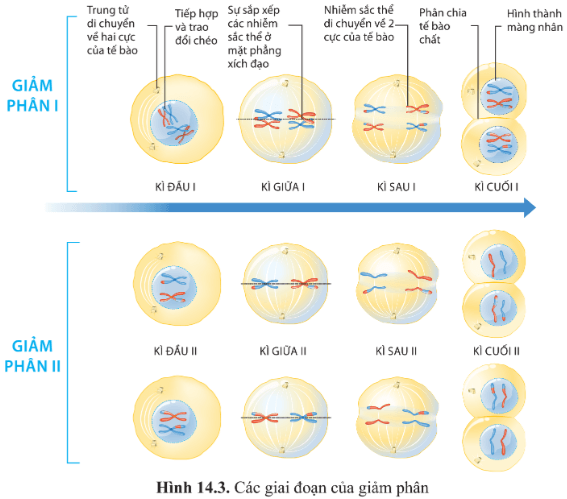 BÀI 14 - GIẢM PHÂNMỞ ĐẦUCâu 1: Bằng cơ chế nào mà bộ nhiễm sắc thể lưỡng bội (2n) của loài sinh sản hữu tính được duy trì nguyên vẹn từ thế hệ này sang thế hệ khác?Đáp án chuẩn:Nhờ sự kết hợp của 3 cơ chế nguyên phân, giảm phân và thụ tinh, bộ NST lưỡng bội 2n của loài sinh sản hữu tính được duy trì nguyên vẹn từ thế hệ này sang thế hệ khác. Giảm phân giảm bộ NST xuống một nửa (n), sau đó sự kết hợp của 2 giao tử (n) trong thụ tinh tạo thành hợp tử (2n), khôi phục lại bộ NST 2n đặc trưng của loài. Hợp tử 2n sau đó trải qua nhiều lần nguyên phân và biệt hóa tế bào để phát triển thành cơ thể đa bào trưởng thành.I. QUÁ TRÌNH GIẢM PHÂN VÀ THỤ TINHCâu 1: Giảm phân là gì?Đáp án chuẩn:- Là hình thức phân chia của các tế bào sinh dục chín để tạo thành các giao tử có bộ nhiễm sắc thể giảm đi một nửa so với tế bào mẹ ban đầu.Câu 2: Quan sát hình 14.1 và Đáp án chuẩn câu hỏi:a) Để tạo ra 4 tế bào con, cần mấy lần phân chia từ một tế bào ban đầu?b) Hãy so sánh bộ nhiễm sắc thể ban đầu và bộ nhiễm sắc thể của các tế bào là sản phẩm của các lần phân chia đó?Đáp án chuẩn:- Để tạo ra 4 tế bào con, cần 2 lần phân chia liên tiếp (bao gồm giảm phân I và giảm phân II) từ một tế bào ban đầu.- So sánh bộ nhiễm sắc thể ban đầu và bộ nhiễm sắc thể của các tế bào con sau các lần phân chia: Sau khi kết thúc 2 lần phân chia, bộ NST của các tế bào con giảm xuống một nửa so với tế bào ban đầu.Câu 3: Quan sát hình 14.2 và cho biết trước khi bắt đầu giảm phân I, nhiễm sắc thể trong nhân tế bào ở trạng thái đơn hay kép. Đặc điểm này có ý nghĩa gì?Đáp án chuẩn:- Trước khi bắt đầu giảm phân I, nhiễm sắc thể được nhân đôi ở pha S của kì trung gian, tạo thành nhiễm sắc thể kép gồm hai chromatid đính với nhau ở tâm động.- Điều này đảm bảo rằng mỗi tế bào con sau giảm phân I có bộ nhiễm sắc thể giảm xuống một nửa so với tế bào mẹ ban đầu.Câu 4: Quan sát hình 14.3, cho biết:a) Giảm phân I có các kì nào? Nhiễm sắc thể biến đổi như thế nào ở kì đầu I?b) Nhận xét về sự sắp xếp của nhiễm sắc thể ở kì giữa I và sự di chuyển của nhiễm sắc thể ở kì sau I.c) Kết quả của giảm phân I là gì? Hãy so sánh số lượng nhiễm sắc thể của tế bào lúc bắt đầu giảm phân và lúc kết thúc giảm phân I.d) Kết quả của giảm phân II là gì? So sánh bộ nhiễm sắc thể của tế bào được tạo ra sau giảm phân I và giảm phân II.Đáp án chuẩn:a) - Giảm phân I bao gồm 4 kì: đầu I, giữa I, sau I, cuối I.- Sự biến đổi của nhiễm sắc thể tại kì đầu I: Ở kì đầu I, nhiễm sắc thể kép bắt đôi và có thể xảy ra trao đổi chéo giữa các chromatid của các nhiễm sắc thể tương đồng. Các nhiễm sắc thể dần co lại. b) - Nhận xét về sự sắp xếp của nhiễm sắc thể ở kì giữa I: Ở kì giữa I, các nhiễm sắc thể kép trong các cặp tương đồng được xếp thành hai hàng trên mặt phẳng xích đạo của thoi phân bào.- Nhận xét về sự di chuyển của nhiễm sắc thể ở kì sau I: Mỗi nhiễm sắc thể kép trong các cặp tương đồng di chuyển về một cực của tế bào.c) - Kết quả của giảm phân I là từ 1 tế bào 2n ban đầu tạo ra 2 tế bào con mang bộ NST n kép.- So sánh số lượng nhiễm sắc thể của tế bào lúc bắt đầu và kết thúc giảm phân I: Số nhiễm sắc thể đã giảm xuống một nửa (từ 2n NST kép thành n NST kép).d)- Kết quả của giảm phân II là tạo ra 4 tế bào con mang bộ nhiễm sắc thể n đơn.- So sánh bộ nhiễm sắc thể của tế bào sau giảm phân I và giảm phân II: Bộ NST của tế bào trong giảm phân I và giảm phân II có số lượng bằng nhau, nhưng ở giảm phân I là nhiễm sắc thể kép còn ở giảm phân II là nhiễm sắc thể đơn.Luyện tập 1: Nhận xét về sự phân li và tổ hợp của các cặp nhiễm sắc thể tương đồng khác nhau qua các giai đoạn của giảm phân I.Đáp án chuẩn:Trong giảm phân I, các nhiễm sắc thể phân li độc lập và tổ hợp tự do về 2 cực của tế bào, tạo ra các tổ hợp nhiễm sắc thể mới. Điều này dẫn đến sự hình thành nhiều loại giao tử khác nhau trong quá trình giảm phân I.Câu 5: Lập bảng so sánh quá trình nguyên phân và quá trình giảm phân theo gợi ý trong bảng 14.1.Đáp án chuẩn:ĐiểmNội dung so sánhNguyên phânGiảm phânKhác nhauKết quảTừ 1 tế bào mẹ ban đầu tạo ra 2 tế bào con mang bộ nhiễm sắc thể giống tế bào mẹ.Từ 1 tế bào ban đầu tạo ra 4 tế bào con mang bộ nhiễm sắc thể giảm đi một nửa so với tế bào mẹ.Diễn ra ở loại tế bàoTất cả các tế bào trừ tế bào sinh dục chín.Tế bào sinh dục chín.Các giai đoạnKì trung gian, phân chia nhân (gồm 4 kì là kì đầu, kì giữa, kì sau, kì cuối) và phân chia tế bào chất.Kì trung gian, giảm phân I (kì đầu I, kì giữa I, kì sau I, kì cuối I), giảm phân II (kì đầu II, kì giữa II, kì sau II, kì cuối II).Hiện tượng tiếp hợp và trao đổi chéoKhông có hiện tượng tiếp hợp và trao đổi chéo.Có hiện tượng tiếp hợp và có thể trao đổi chéo giữa các chromatid của các nhiễm sắc thể tương đồng ở kì đầu I.Sắp xếp nhiễm sắc thể trên thoi phân bàoỞ kì giữa, các NST kép tập trung thành 1 hàng trên mặt phẳng xích đạo của thoi phân bào.Ở kì giữa I, các nhiễm sắc thể kép trong cặp nhiễm sắc thể tương đồng tập trung thành hai hàng trên mặt phẳng xích đạo của thoi phân bào.Ở kì sau II, các NST kép tập trung thành 1 hàng trên mặt phẳng xích đạo của thoi phân bào.Các nhiễm sắc thể tách nhau ở tâm độngXảy ra ở kì sau.Không xảy ra ở kì sau I nhưng xảy ra ở kì sau II.Số lần phân bào1 lần.2 lần.Đặc điểm của tế bào sinh ra so với tế bào ban đầuTế bào sinh ra có bộ nhiễm sắc thể 2n đơn giống nhau và giống hệt tế bào mẹ ban đầu.Tế bào sinh ra có bộ nhiễm sắc thể n đơn giảm đi một nửa so với tế bào mẹ ban đầu.Giống nhauĐều là hình thức phân bào có sự tham gia của thoi phân bào.Đều có một lần nhân đôi DNA ở kì trung gian trước khi phân bào.Sự phân chia nhân đều diễn ra theo các kì: kì đầu, kì giữa, kì sau, kì cuối.Nhiễm sắc thể đều trải qua những biến đổi tương tự như: tự nhân đôi, đóng xoắn, phân li, tháo xoắn. Màng nhân và nhân con đều tiêu biến vào kì đầu và xuất hiện vào kì cuối, thoi phân bào đều tiêu biến vào kì cuối và xuất hiện vào kì đầu.Diễn biến các kì của giảm phân II giống với nguyên phân.- Giống nhau:Đều là hình thức phân bào có sự tham gia của thoi phân bào.Đều có một lần nhân đôi DNA ở kì trung gian trước khi phân bào.Sự phân chia nhân đều diễn ra theo các kì: kì đầu, kì giữa, kì sau, kì cuối.Nhiễm sắc thể đều trải qua những biến đổi tương tự như: tự nhân đôi, đóng xoắn, phân li, tháo xoắn. Màng nhân và nhân con đều tiêu biến vào kì đầu và xuất hiện vào kì cuối, thoi phân bào đều tiêu biến vào kì cuối và xuất hiện vào kì đầu.Diễn biến các kì của giảm phân II giống với nguyên phân.Câu 6: Giao tử tham gia vào quá trình tạo ra cơ thể mới có bộ nhiễm sắc thể như thế nào so với tế bào sinh dưỡng? Chúng được hình thành như thế nào?Đáp án chuẩn:- Giao tử trong quá trình hình thành cơ thể mới có bộ nhiễm sắc thể (n đơn) giảm xuống một nửa so với số lượng nhiễm sắc thể (2n đơn) trong tế bào sinh dưỡng.- Sự hình thành giao tử:  + Giao tử đực: Tế bào mầm sinh tinh phát triển thành tinh bào bậc một → Giảm phân tạo ra tinh tử → Tạo thành giao tử đực.  + Giao tử cái: Tế bào mầm sinh trứng phát triển thành noãn bào bậc một → Giảm phân tạo ra tế bào trứng và thể cực → Tạo thành giao tử cái.I. QUÁ TRÌNH GIẢM PHÂN VÀ THỤ TINHCâu 7: Quan sát hình 14.4, so sánh các giai đoạn của sự phát sinh giao tử đực và sự phát sinh giao tử cái ở động vật?Đáp án chuẩn:- Giống nhau:Đều xảy ra với các tế bào mầm sinh dục.Đều trải qua các giai đoạn: phát triển, giảm phân, hình thành giao tử.- Khác nhau:Giai đoạnSự phát sinh giao tử đựcSự phát sinh giao tử cáiPhát triểnTế bào mầm si  nh tinh phát triển thành tinh bào bậc 1.Tế bào mầm sinh trứng phát triển thành noãn bào bậc 1.Giảm phân ITinh bào bậc 1 qua giảm phân I cho 2 tinh bào bậc 2 có kích thước bằng nhau.Noãn bào bậc 1 qua giảm phân I cho 1 noãn bào bậc 2 có kích thước lớn và 1 thể cực có kích thước nhỏ.Giảm phân IIMỗi tinh bào bậc 2 qua giảm phân II cho 2 tinh tử có kích thước bằng nhau.Noãn bào bậc 2 qua giảm phân II cho 1 tế bào trứng có kích thước lớn và 1 thể cực có kích thước nhỏ.Hình thành giao tửTừ một tế bào mầm sinh tinh tạo ra 4 tinh tử, cả 4 tinh tử đều phát triển thành 4 tinh trùng.Từ một tế bào mầm sinh trứng chỉ tạo ra 1 trứng còn 3 thể cực cóLuyện tập 2: Nhận xét về sự biến đổi của giao tử đực và giao tử cái so với sản phẩm của giảm phân. Ý nghĩa của quá trình nguyên phân và giảm phân ở các tế bào của cơ quan sinh sản đối với sự phát sinh giao tử là gì?Đáp án chuẩn:* Nhận xét về sự biến đổi của giao tử đực và giao tử cái so với sản phẩm của giảm phân:- Giao tử đực có phân hoá có đầu, thân và đuôi.- Giao tử cái có kích thước lớn, chứa nhiều chất dinh dưỡng.* Ý nghĩa của quá trình nguyên phân và giảm phân ở các tế bào của cơ quan sinh sản đối với sự phát sinh giao tử là:- Nguyên phân giúp gia tăng số lượng tế bào sinh sản.- Giảm phân giúp hình thành các tế bào tiền giao tử có bộ nhiễm sắc thể giảm đi một nửa.Câu 8: Quan sát hình 14.5 và cho biết sự thụ tinh là gì. Hợp tử có bộ nhiễm sắc thể như thế nào so với các giao tử và tế bào sinh dưỡng của cơ thể bố mẹ?Đáp án chuẩn:- Thụ tinh là quá trình kết hợp giao tử giữa một trừng (n) và một tinh trùng (n), tạo ra một hợp tử lưỡng bội (2n). - Hợp tử có số lượng nhiễm sắc thể lưỡng bội (2n), gấp đôi số lượng nhiễm sắc thể đơn bội (n) trong giao tử, và giống với bộ nhiễm sắc thể trong tế bào sinh dưỡng của cơ thể bố mẹ.Câu 9: Dựa vào hiểu biết của mình về sự thụ tinh, hãy giải thích về nguồn gốc của các nhiễm sắc thể trong mỗi cặp nhiễm sắc thể tương đồng trong tế bào của cơ thể sinh vật lưỡng bội?Đáp án chuẩn:Giao tử đực mang nhiễm sắc thể đơn bội từ bố, giao tử cái mang nhiễm sắc thể đơn bội từ mẹ. Khi thụ tinh xảy ra, giao tử đực đơn bội kết hợp với giao tử cái đơn bội tạo thành hợp tử lưỡng bội (2n). Trên mỗi cặp nhiễm sắc thể tương đồng trong tế bào của sinh vật lưỡng bội, một chiếc có nguồn gốc từ bố và một chiếc có nguồn gốc từ mẹ.Luyện tập 3: Cho biết vì sao bộ nhiễm sắc thể 2n đặc trưng của loài được duy trì ổn định qua các thế hệ cơ thể ở sinh vật sinh sản hữu tính.Đáp án chuẩn:- Bộ NST 2n của loài được duy trì qua các thế hệ sinh vật sinh sản hữu tính nhờ ba quá trình:- Giảm phân giảm bộ NST xuống một nửa (n) để tạo ra giao tử. Thụ tinh kết hợp hai giao tử (n) lại thành hợp tử (2n), khôi phục lại bộ NST 2n đặc trưng của loài.- Tế bào hợp tử 2n trải qua nhiều lần nguyên phân và biệt hóa để phát triển thành cơ thể đa bào trưởng thành.Luyện tập 4: Nếu một cá thể sinh vật sinh sản hữu tính có bộ nhiễm sắc thể 2n = 4 được kí hiệu AaBb thì có thể tạo ra mấy loại giao tử khác nhau về kí hiệu bộ nhiễm sắc thể? Sự thụ tinh có thể tạo ra bao nhiêu khả năng tổ hợp (kí hiệu khác nhau) của bộ NST ở thế hệ con?Đáp án chuẩn:- Trong quá trình giảm phân tạo giao tử, các nhiễm sắc thể có sự phân li và tổ hợp tự do. Nếu một cá thể sinh vật sinh sản hữu tính có bộ nhiễm sắc thể 2n = 4 được kí hiệu là AaBb, thì có thể tạo ra 4 loại giao tử là AB, Ab, aB, ab.- Trong quá trình thụ tinh tạo hợp tử, các loại giao tử tổ hợp tự do. Sự thụ tinh của 4 loại giao tử AB, Ab, aB, ab có thể tạo ra 9 loại tổ hợp khác nhau của bộ nhiễm sắc thể ở thế hệ con, bao gồm AABB, AAbb, aaBB, aabb, AABb, aaBb, AaBB, Aabb, AaBb.Tìm hiểu thêm: Ngựa có bộ nhiễm sắc thể 2n = 64 và lừa có bộ nhiễm sắc thể 2n = 62. Con lai giữa ngựa cái và lừa đực là con la. Vậy con la có bao nhiêu nhiễm sắc thể? Con la có khả năng sinh con không? Vì sao?Ngựa có bộ nhiễm sắc thể 2n = 64 và lừa có bộ nhiễm sắc thể 2n = 62Đáp án chuẩn:- Con lạ phát triển từ hợp tử của ngựa (32 nhiễm sắc thể) và lừa (31 nhiễm sắc thể), tổng cộng 63 nhiễm sắc thể.- Con lạ không sinh sản được vì thiếu các cặp nhiễm sắc thể tương đồng trong tế bào, không thể tiếp hợp trong giai đoạn đầu của giảm phân, dẫn đến rối loạn và không hình thành được giao tử.Vận dụng 1 trang 89 Sinh học 10: Sự phân li độc lập và tổ hợp ngẫu nhiên của các cặp nhiễm sắc thể trong quá trình giảm phân và tổ hợp ngẫu nhiên của các giao tử đực và giao tử cái trong quá trình thụ tinh có ý nghĩa gì đối với sinh vật?Đáp án chuẩn:Phân li độc lập và tổ hợp ngẫu nhiên của nhiễm sắc thể trong giảm phân, cùng với các giao tử đực và cái trong thụ tinh, tạo ra đa dạng nhiễm sắc thể, quan trọng cho sự tiến hóa và thích nghi của sinh vật với môi trường.II. MỘT SỐ NHÂN TỐ ẢNH HƯỞNG ĐẾN QUÁ TRÌNH GIẢM PHÂN