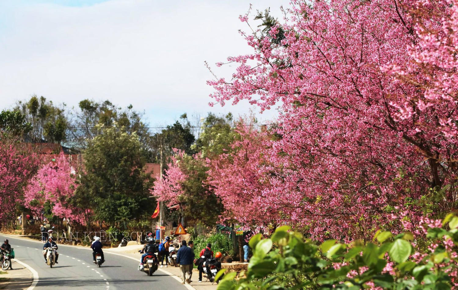 Chiêm ngưỡng lễ hội hoa mai anh đào Đà Lạt đẹp mê hồn 3