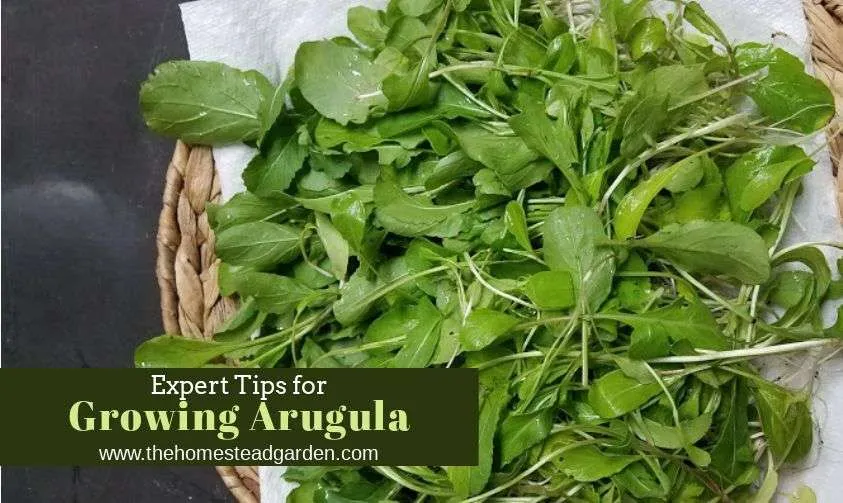 Choose the Right Arugula Growing Conditions