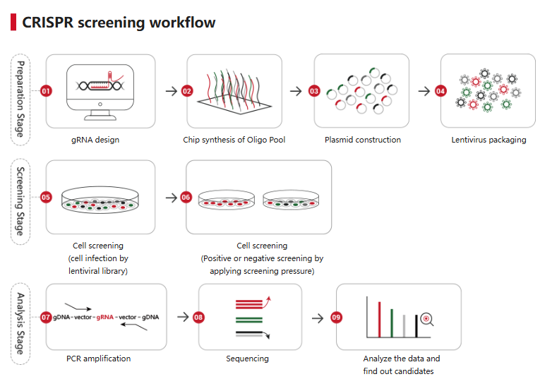 crispr-library-screening-workflow