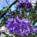 arabic flower names in english
