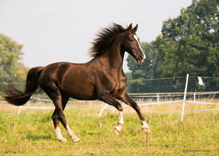 How Much Does it Cost to Own a Horse Monthly?