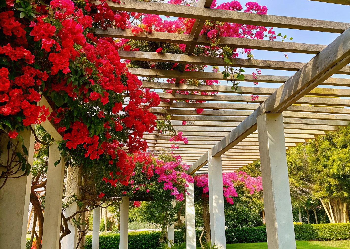 Pérgola coberta com Bougainvillea glabra e flores vermelhas e rosas