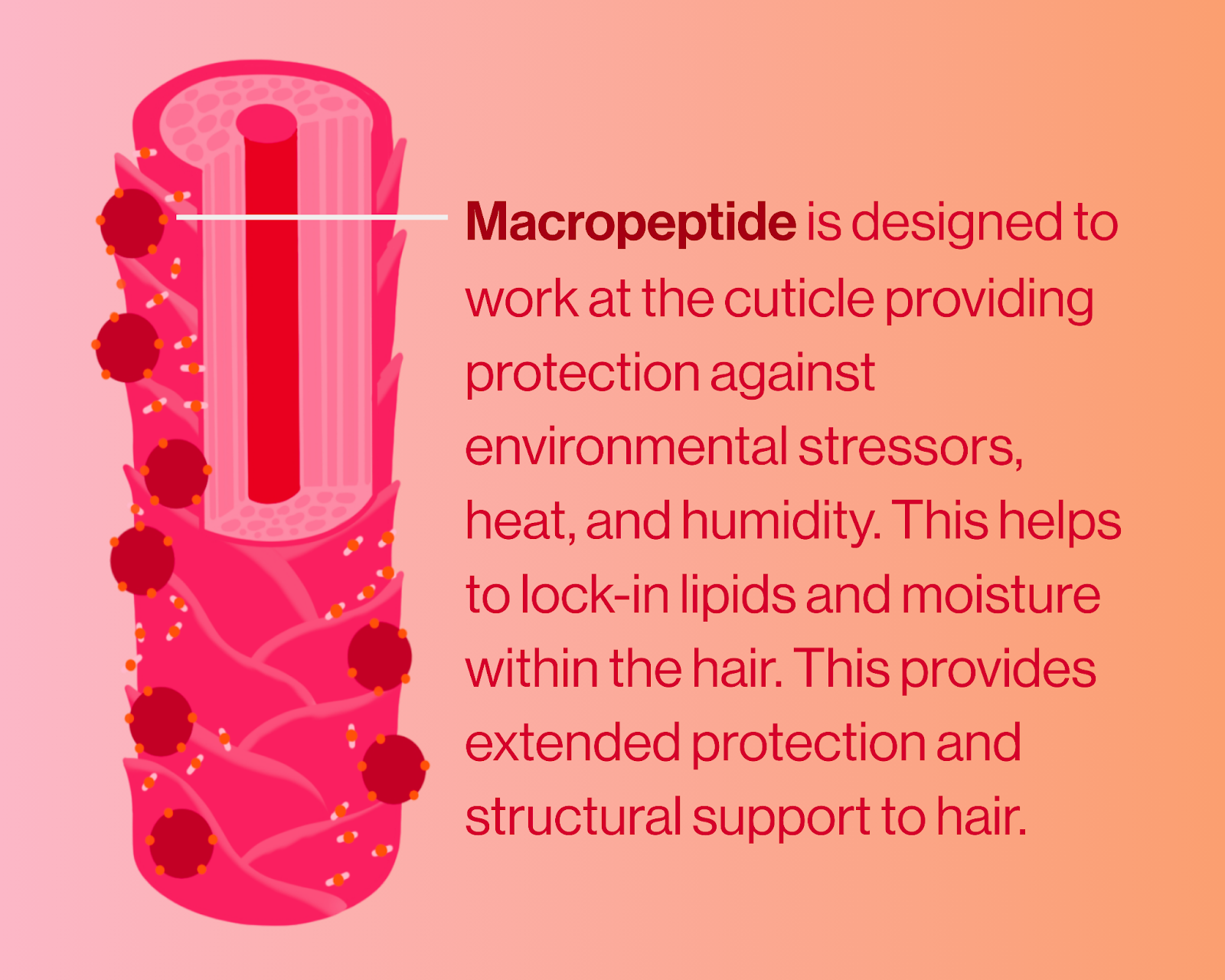 Macropeptide