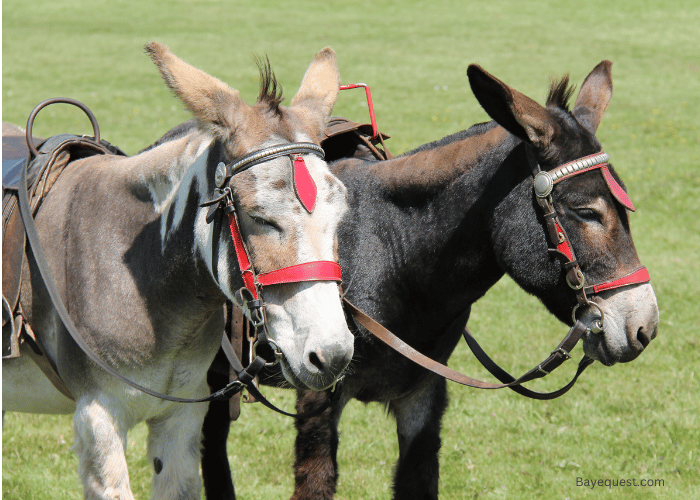 Are Donkeys Smarter Than Horses