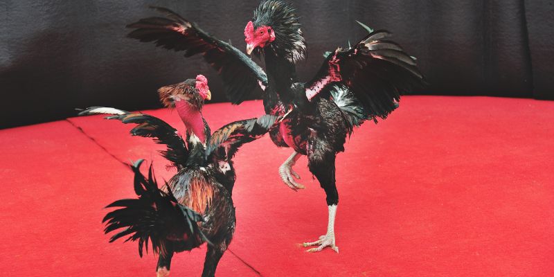 Giới thiệu sơ lược về đá gà cựa dao