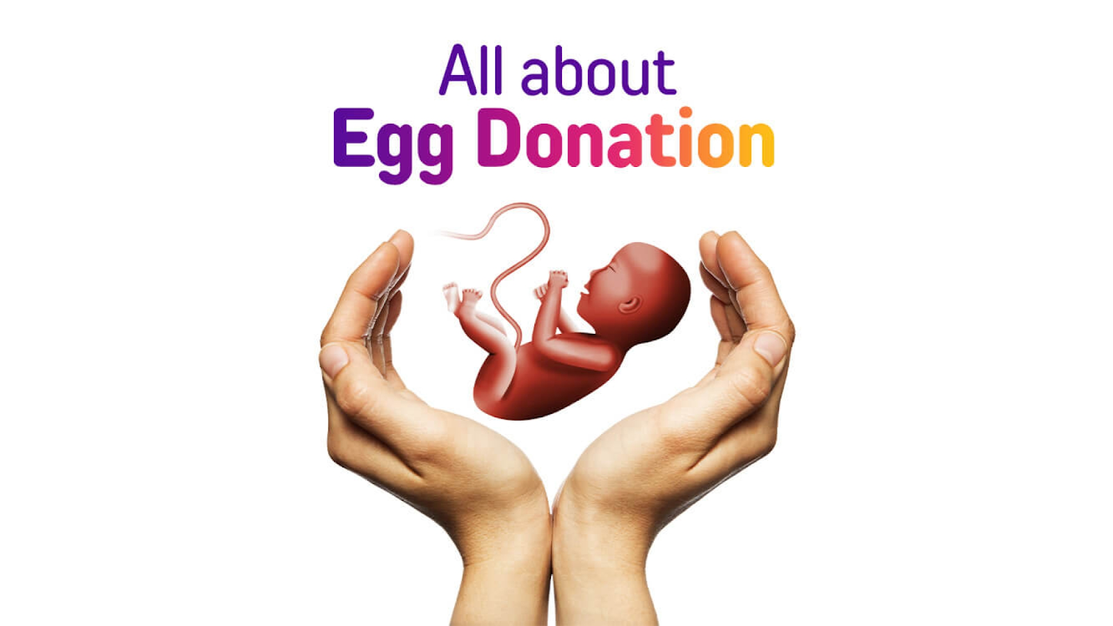 Affordable Egg Donor Process in NY