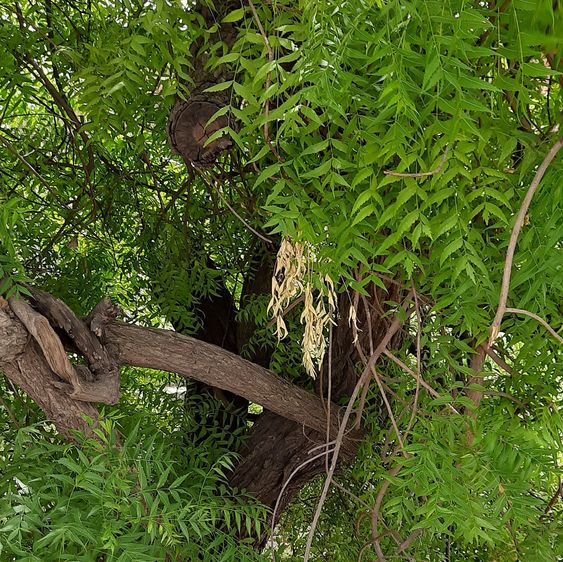 Trees Names Neem