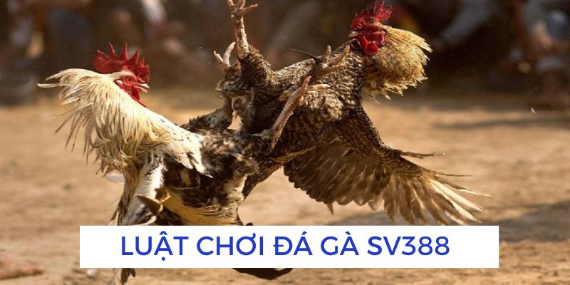 Bật mí luật chơi đá gà tại nhà cái uy tín