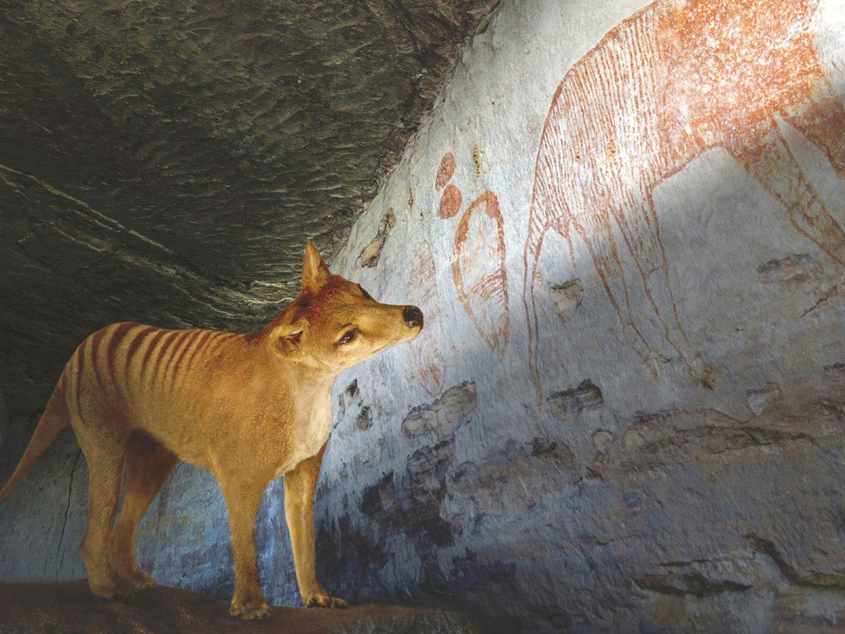 Computer generated image of a thylacine in a cave looking at rock art