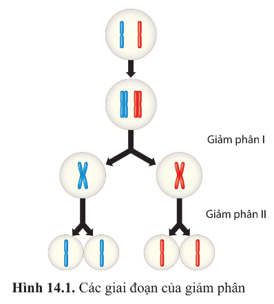 BÀI 14 - GIẢM PHÂN