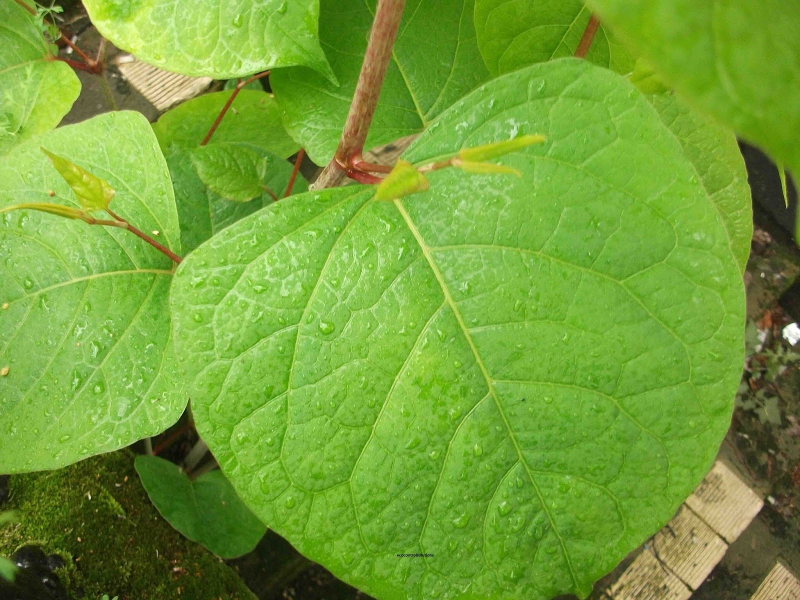 Japanese Knotweed Leaves