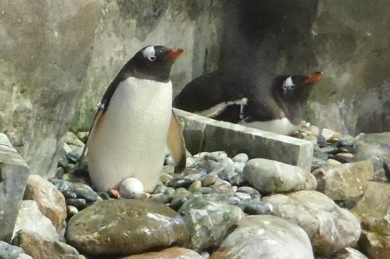 生活-海洋公園-動物保育-企鵝-助產士