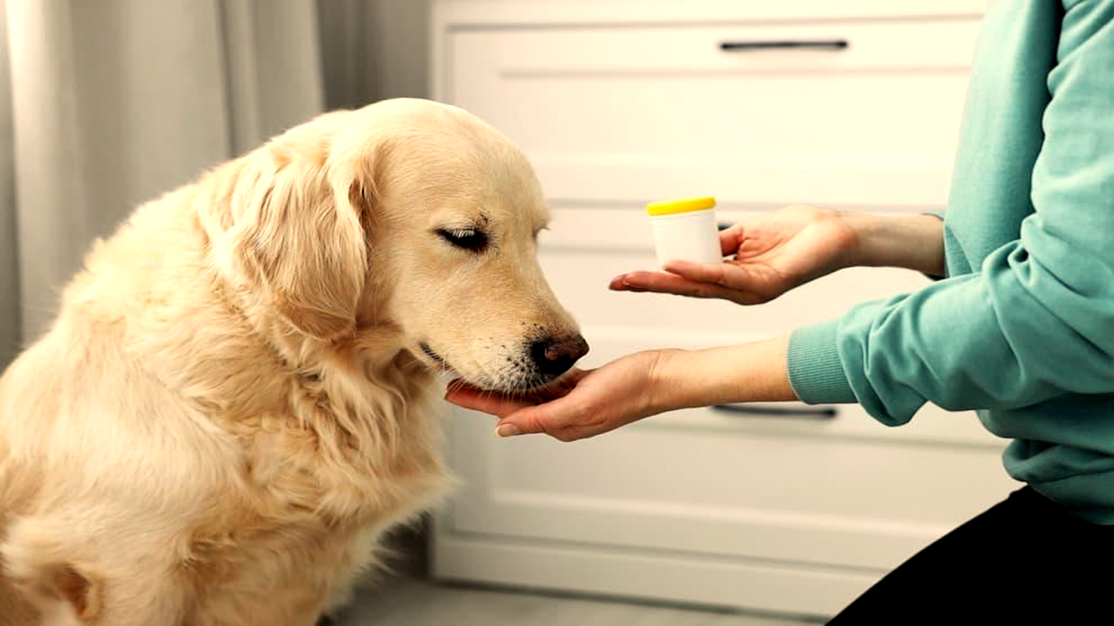 Omeprazole for Dogs